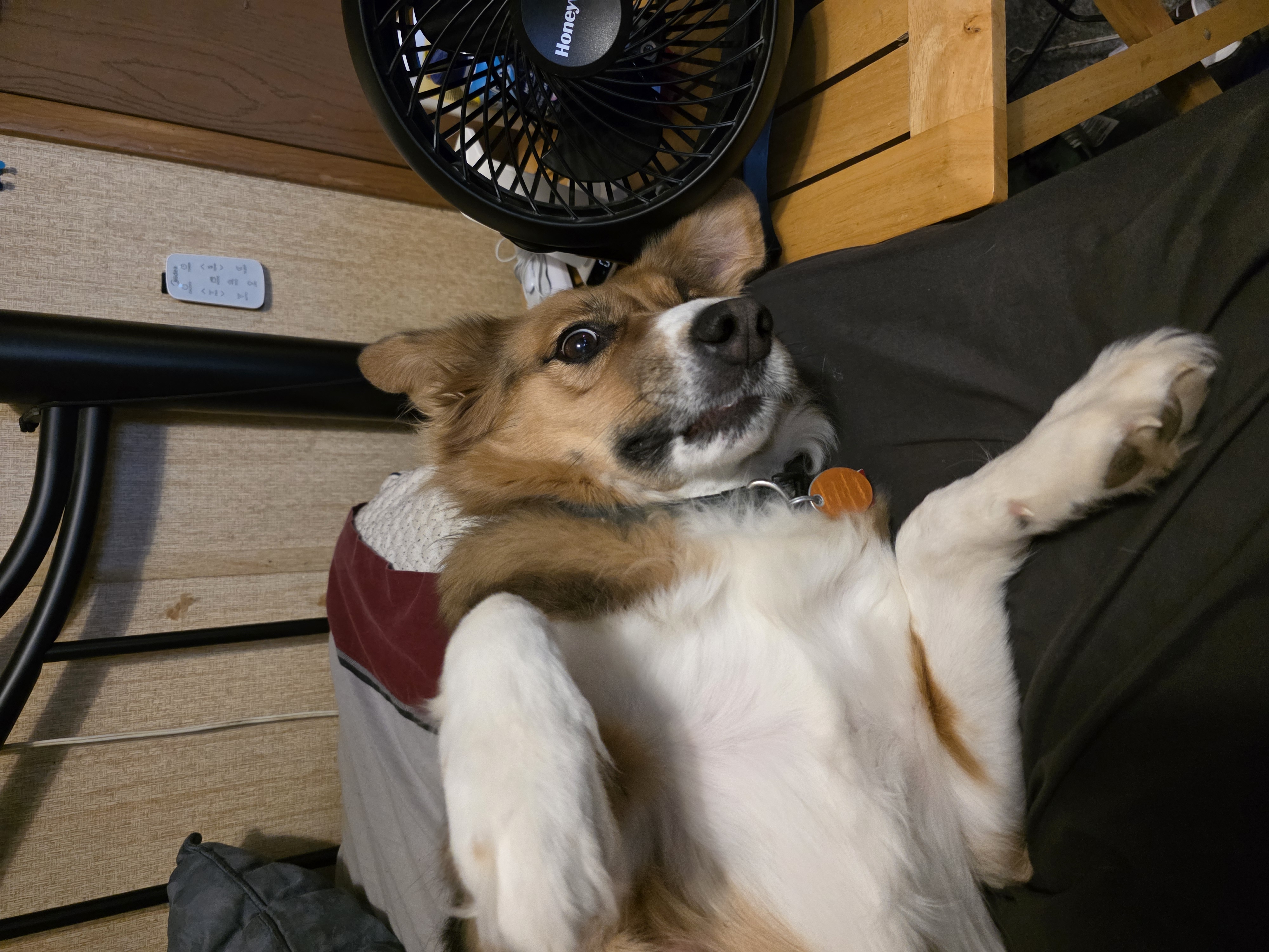 The cutest of dogs